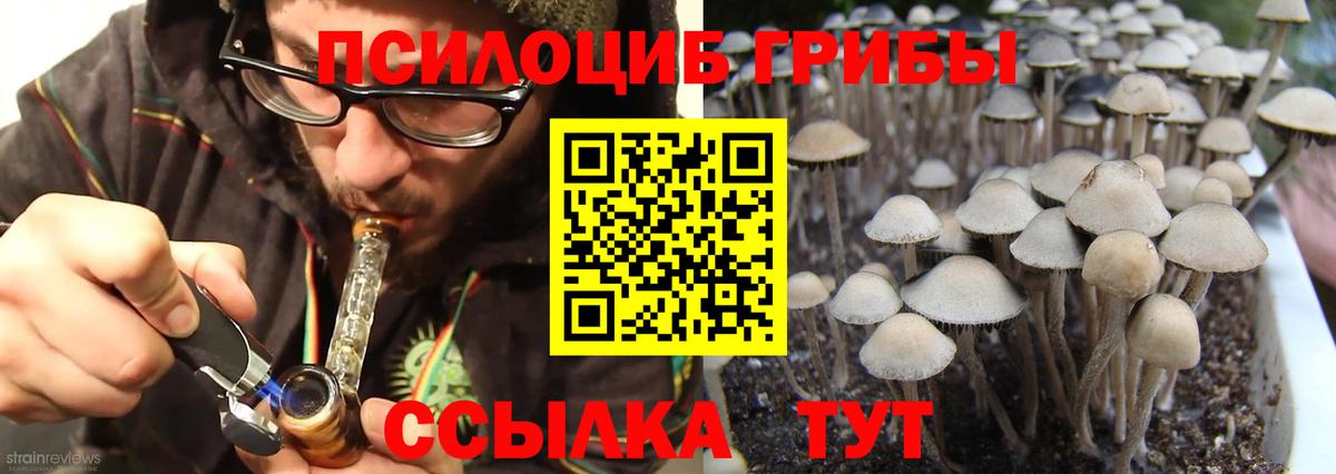 Псилоцибиновые грибы Cubensis Пугачёв